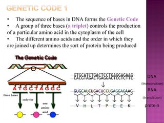 • The sequence of bases in DNA forms the Genetic Code
• A group of three bases (a triplet) controls the production
of a particular amino acid in the cytoplasm of the cell
• The different amino acids and the order in which they
are joined up determines the sort of protein being produced
 