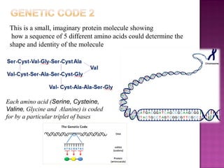 This is a small, imaginary protein molecule showing
how a sequence of 5 different amino acids could determine the
shape and identity of the molecule
Each amino acid (Serine, Cysteine,
Valine, Glycine and Alanine) is coded
for by a particular triplet of bases
 