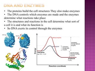 • The proteins build the cell structures They also make enzymes
• The DNA controls which enzymes are made and the enzymes
determine what reactions take place
• The structures and reactions in the cell determine what sort of
a cell it is and what its function is
• So DNA exerts its control through the enzymes
 