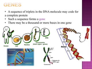 • A sequence of triplets in the DNA molecule may code for
a complete protein
• Such a sequence forms a gene
• There may be a thousand or more bases in one gene
 