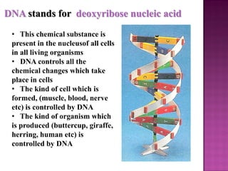 DNA stands for deoxyribose nucleic acid
• This chemical substance is
present in the nucleusof all cells
in all living organisms
• DNA controls all the
chemical changes which take
place in cells
• The kind of cell which is
formed, (muscle, blood, nerve
etc) is controlled by DNA
• The kind of organism which
is produced (buttercup, giraffe,
herring, human etc) is
controlled by DNA
 