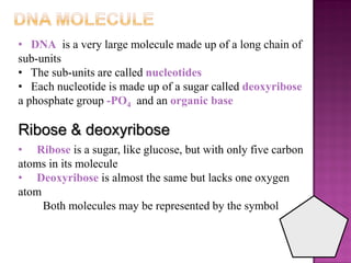 • DNA is a very large molecule made up of a long chain of
sub-units
• The sub-units are called nucleotides
• Each nucleotide is made up of a sugar called deoxyribose
a phosphate group -PO4 and an organic base
Ribose & deoxyribose
• Ribose is a sugar, like glucose, but with only five carbon
atoms in its molecule
• Deoxyribose is almost the same but lacks one oxygen
atom
Both molecules may be represented by the symbol
 
