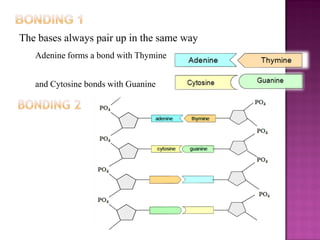 The bases always pair up in the same way
Adenine forms a bond with Thymine
and Cytosine bonds with Guanine
 