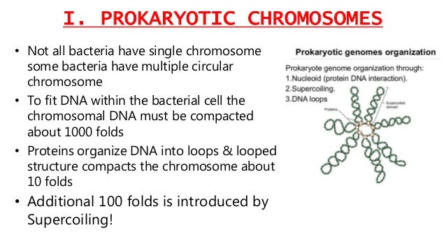 dna organization or genetic makeup in