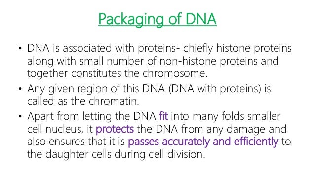 dna organization or genetic makeup in