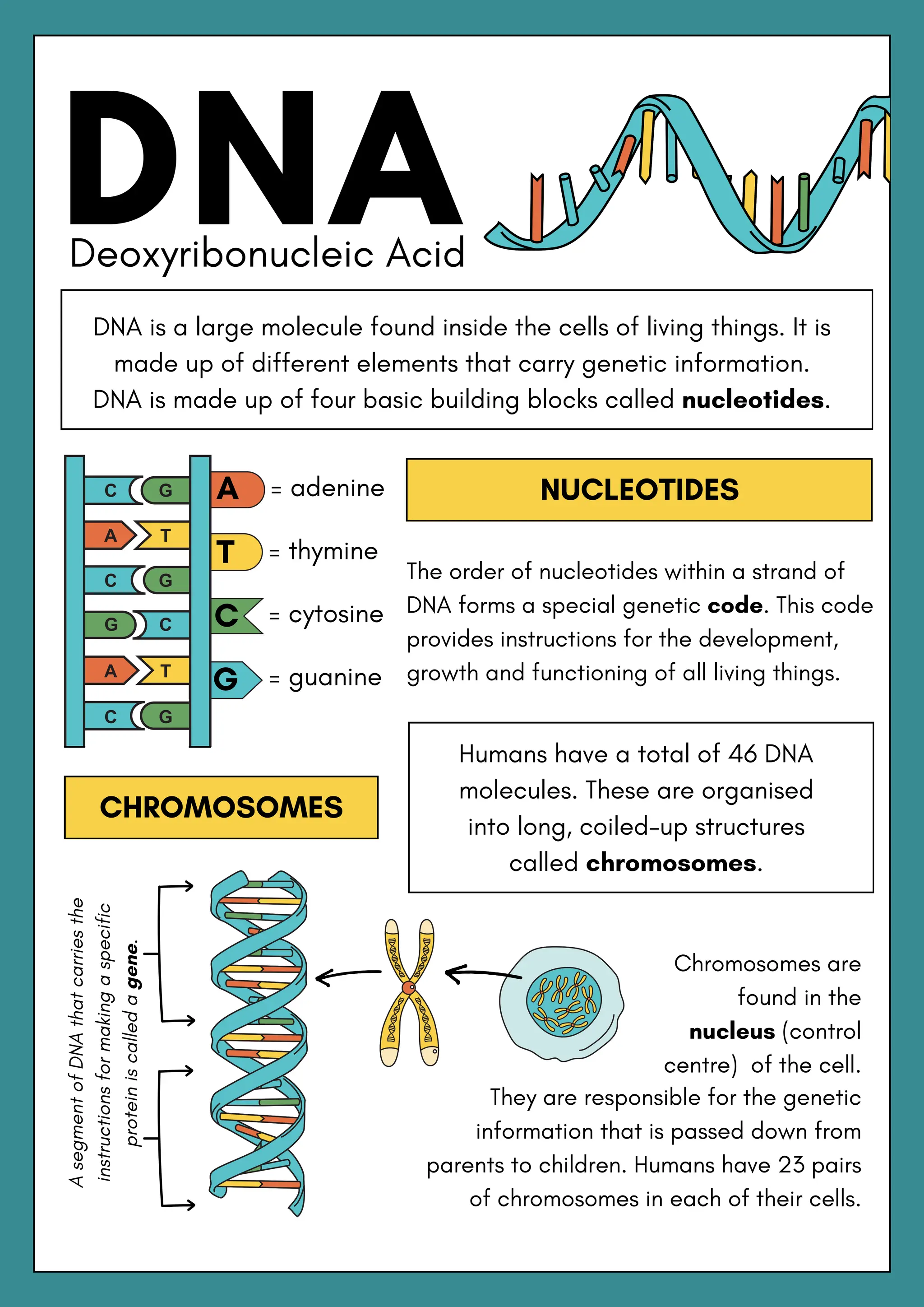 NUCLEOTIDES
DNA is a large molecule found inside the cells of living things. It is
made up of different elements that carry genetic information.
DNA is made up of four basic building blocks called nucleotides.
The order of nucleotides within a strand of
DNA forms a special genetic code. This code
provides instructions for the development,
growth and functioning of all living things.
C = cytosine
G = guanine
T = thymine
A = adenine
CHROMOSOMES
DNA
Deoxyribonucleic Acid
Humans have a total of 46 DNA
molecules. These are organised
into long, coiled-up structures
called chromosomes.
Chromosomes are
found in the
nucleus (control
centre) of the cell.
A
segment
of
DNA
that
carries
the
instructions
for
making
a
specific
protein
is
called
a
gene.
They are responsible for the genetic
information that is passed down from
parents to children. Humans have 23 pairs
of chromosomes in each of their cells.