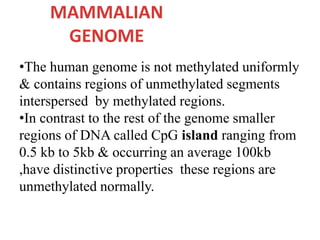 MAMMALIAN
GENOME
•The human genome is not methylated uniformly
& contains regions of unmethylated segments
interspersed by methylated regions.
•In contrast to the rest of the genome smaller
regions of DNA called CpG island ranging from
0.5 kb to 5kb & occurring an average 100kb
,have distinctive properties these regions are
unmethylated normally.
 