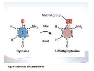 Fig : mechanism of DNA methylation
 