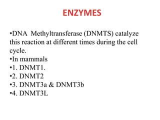 ENZYMES
•DNA Methyltransferase (DNMTS) catalyze
this reaction at different times during the cell
cycle.
•In mammals
•1. DNMT1.
•2. DNMT2
•3. DNMT3a & DNMT3b
•4. DNMT3L
 