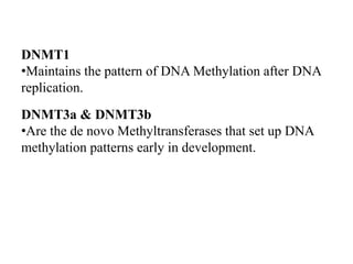 DNMT1
•Maintains the pattern of DNA Methylation after DNA
replication.
DNMT3a & DNMT3b
•Are the de novo Methyltransferases that set up DNA
methylation patterns early in development.
 