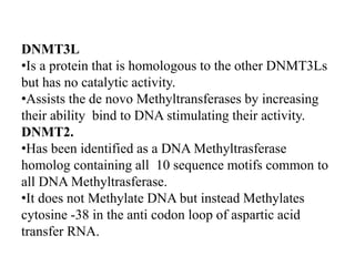 DNMT3L
•Is a protein that is homologous to the other DNMT3Ls
but has no catalytic activity.
•Assists the de novo Methyltransferases by increasing
their ability bind to DNA stimulating their activity.
DNMT2.
•Has been identified as a DNA Methyltrasferase
homolog containing all 10 sequence motifs common to
all DNA Methyltrasferase.
•It does not Methylate DNA but instead Methylates
cytosine -38 in the anti codon loop of aspartic acid
transfer RNA.
 