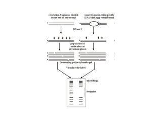 Dna protein interation
