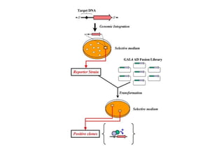 Dna protein interation