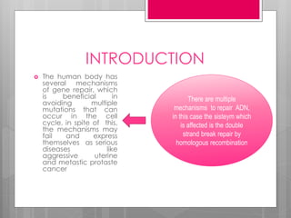 INTRODUCTION
 The human body has
several mechanisms
of gene repair, which
is beneficial in
avoiding multiple
mutations that can
occur in the cell
cycle, in spite of this,
the mechanisms may
fail and express
themselves as serious
diseases like
aggressive uterine
and metastic protaste
cancer
There are multiple
mechanisms to repair ADN,
in this case the sisteym which
is affected is the double
strand break repair by
homologous recombination
 