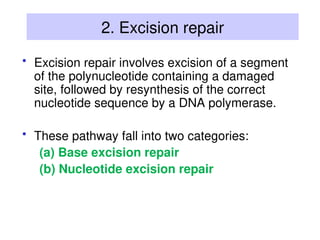 DNA-Repair-Mechanisms_3.ppt