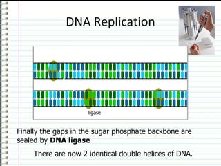 DNA Replication




                     ligase


Finally the gaps in the sugar phosphate backbone are
sealed by DNA ligase
     There are now 2 identical double helices of DNA.
 