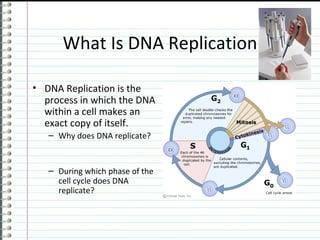 What Is DNA Replication

• DNA Replication is the
  process in which the DNA
  within a cell makes an
  exact copy of itself.
   – Why does DNA replicate?


   – During which phase of the
     cell cycle does DNA
     replicate?
 