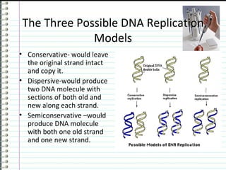 The Three Possible DNA Replication
             Models
• Conservative- would leave
  the original strand intact
  and copy it.
• Dispersive-would produce
  two DNA molecule with
  sections of both old and
  new along each strand.
• Semiconservative –would
  produce DNA molecule
  with both one old strand
  and one new strand.
 