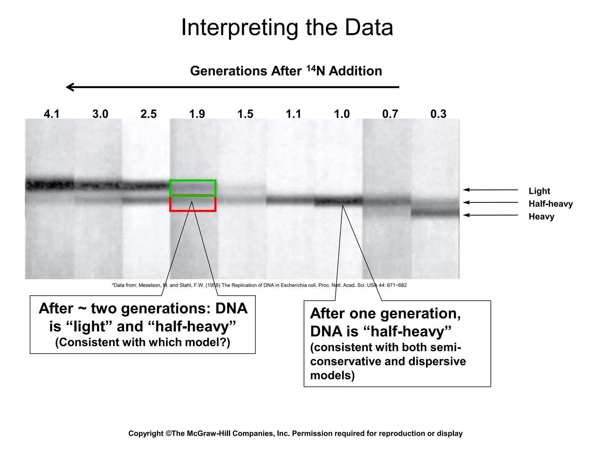Light
Half-heavy
Heavy
Generations After 14N Addition
4.1 3.0 2.5 1.9 1.5 1.1 1.0 0.7 0.3
*Data from: Meselson, M. and Stahl, F.W. (1958) The Replication of DNA in Escherichia coli. Proc. Natl. Acad. Sci. USA 44: 671−682
Interpreting the Data
Copyright ©The McGraw-Hill Companies, Inc. Permission required for reproduction or display
After one generation,
DNA is “half-heavy”
(consistent with both semi-
conservative and dispersive
models)
After ~ two generations: DNA
is “light” and “half-heavy”
(Consistent with which model?)
 