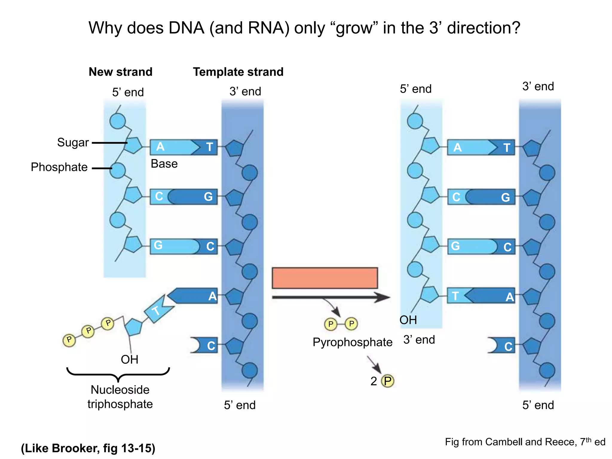 Why does DNA (and RNA) only “grow” in the 3’ direction?
New strand Template strand
5’ end 3’ end
Sugar A T
Base
C
G
G
C
A
C
OH
P P
5’ end 3’ end
5’ end 5’ end
A T
C
G
G
C
A
C
T
3’ end
Nucleoside
triphosphate
Pyrophosphate
2 P
OH
Phosphate
Fig from Cambell and Reece, 7th ed
(Like Brooker, fig 13-15)
 