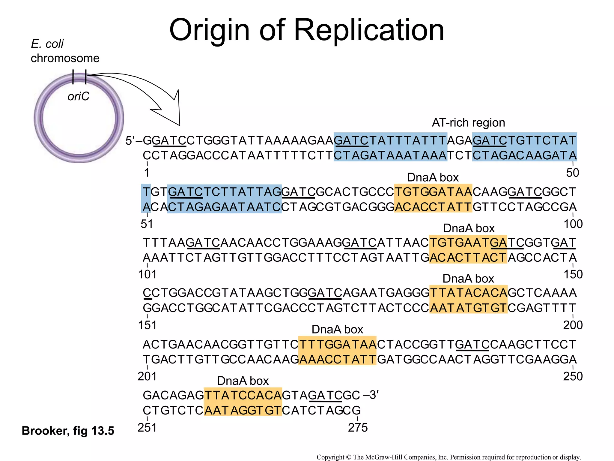 Brooker, fig 13.5
E. coli
chromosome
oriC
G G
G G G
GG
A GAGA
AAAAA G
AA A
A
T
T
T T ATT TT
TA A
TTT
T
T
C T T
C AT
T
C
T T
C
C
C
1
C
C C C
CC
T CTCT
TTTTT C
TT T
T
A A A TAA AA
AT T
AAA
A
A
G A A
G TA
A
G
A A
G
G
T A
G T C
CT
T AACA
AGGAT A
GC C
A
G T T CCT T
T
C
G
DnaA box
DnaA box
DnaA box
DnaA box
DnaA box
T T
GGA
T
C
A T C
G CT
G
G
A G
G
A T
C A G
GA
A TTGT
TCCT A T
CG G
T
C A A GGA AG
CA A
CCT
A
G
T A G
C GA
C
C
T C
C
A
T C
T A
CA
T GAAT
CCTGG G
AA G
C
A A A ATT GG
AA T
CTG
A
A
A A C
T AT
G
T
G T
A
A
G
C C
C C G
GT
T TACA
GCTGG C
T
T
T
A
T
G A A TGA TC
GG A
GTT
A
C
G G A
A AA
A
A
C G
A
A
G G
G G C
CA
A ATGT
CGACC G
T A T
A
C T T ACT AG
CC T
CAA
T
G
C C T
T TT
T
T
G C
T
T
A G
C A T
AC
T GA C
GTTCT G
TG A
G
G G T CTA CT
CC T
GGT
T
C
A T A
A CT
C
T
C A
A
A
T C
G T A
TG
A CT AG
CAAGA ACCT
C
C C A GAT GA
GG A
CCA
A
G
T A T
T GA
G
A
G T
T
T
GA T G
TA
C CAGTA C
A G
C
A T CA
G
G C
A
CT A C
AT
G GTCAT G
TA C
G
T A GT
C
C G
T
A G
A A T
GT
A CTTA
GGACC C
TT C
G
T T T TAA CC
TT A
GAC
T
T
T T G
A TA
C
A
C A
T
C
AT-rich region
5′–
–
50
51 100
101 150
201
251 275
250
151 200
Copyright © The McGraw-Hill Companies, Inc. Permission required for reproduction or display.
3′
Origin of Replication
 