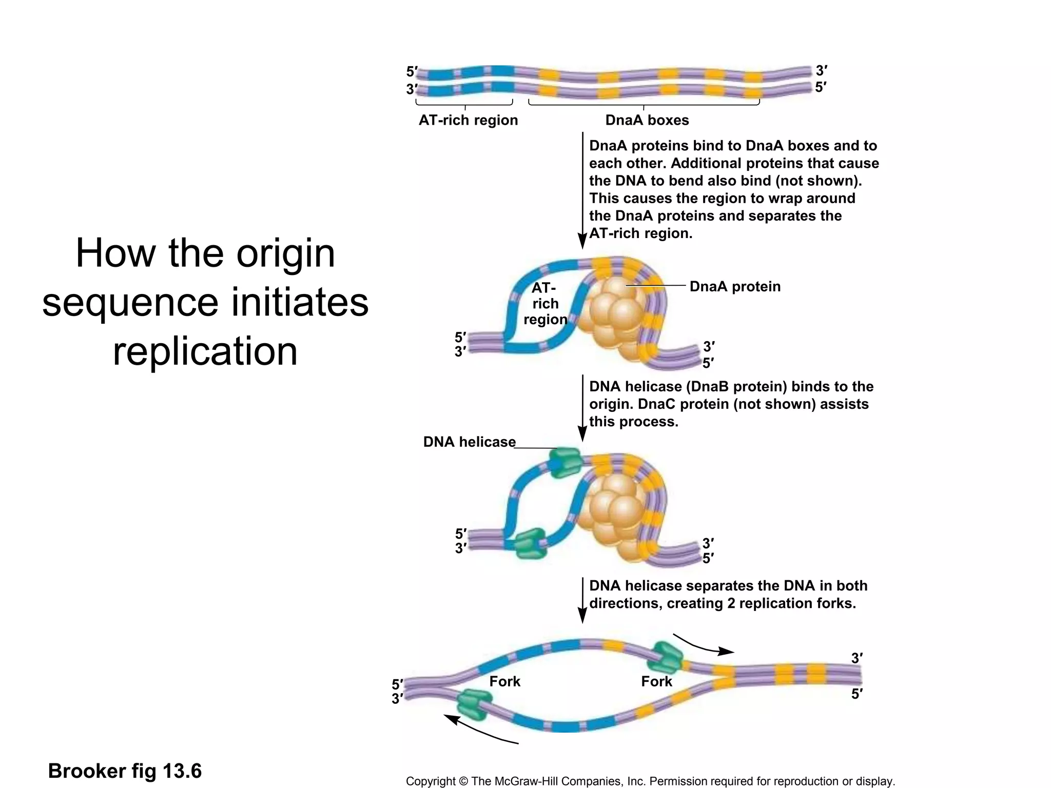 Brooker fig 13.6
AT-rich region DnaA boxes
DnaA proteins bind to DnaA boxes and to
each other. Additional proteins that cause
the DNA to bend also bind (not shown).
This causes the region to wrap around
the DnaA proteins and separates the
AT-rich region.
DNA helicase
DNA helicase (DnaB protein) binds to the
origin. DnaC protein (not shown) assists
this process.
DNA helicase separates the DNA in both
directions, creating 2 replication forks.
DnaA protein
Copyright © The McGraw-Hill Companies, Inc. Permission required for reproduction or display.
5′ 3′
AT-
rich
region
Fork
Fork
3′ 5′
5′
3′
5′
3′
5′
3′
3′
5′
3′
5′
3′
5′
How the origin
sequence initiates
replication
 
