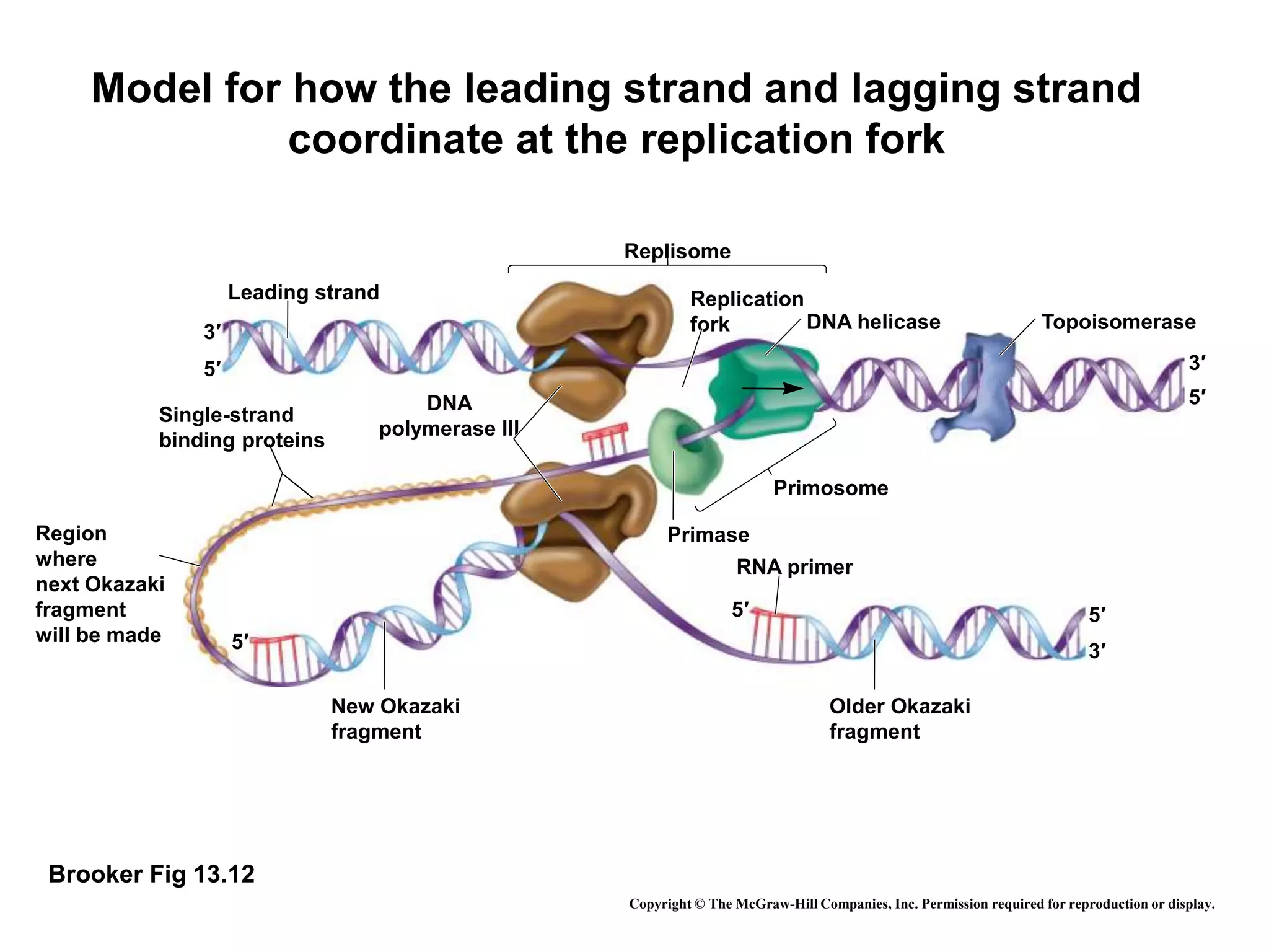 Model for how the leading strand and lagging strand
coordinate at the replication fork
Brooker Fig 13.12
5′
3′
5′
3′
3′
5′ 5′
DNA helicase
Replisome
Primosome
Topoisomerase
Leading strand
DNA
polymerase III
Single-strand
binding proteins
Region
where
next Okazaki
fragment
will be made
Primase
RNA primer
New Okazaki
fragment
Older Okazaki
fragment
Replication
fork
5′
Copyright © The McGraw-Hill Companies, Inc. Permission required for reproduction or display.
 