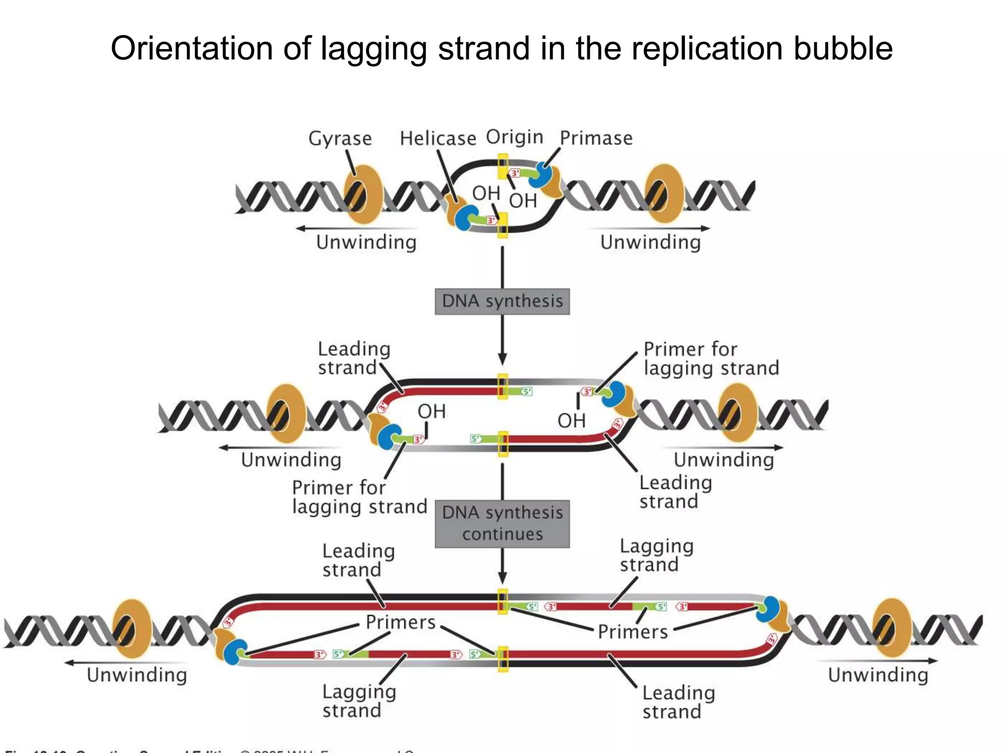 Orientation of lagging strand in the replication bubble
 