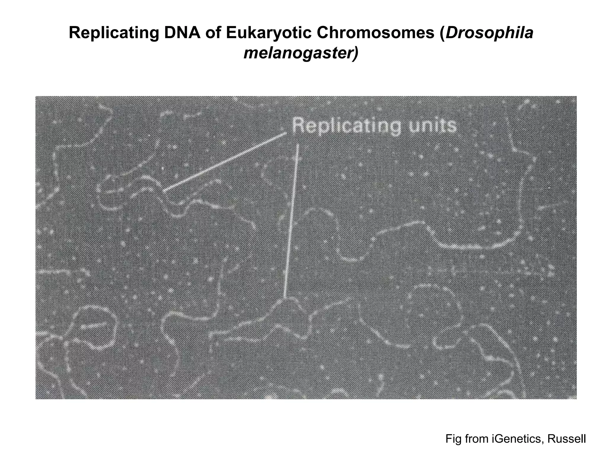 Replicating DNA of Eukaryotic Chromosomes (Drosophila
melanogaster)
Fig from iGenetics, Russell
 