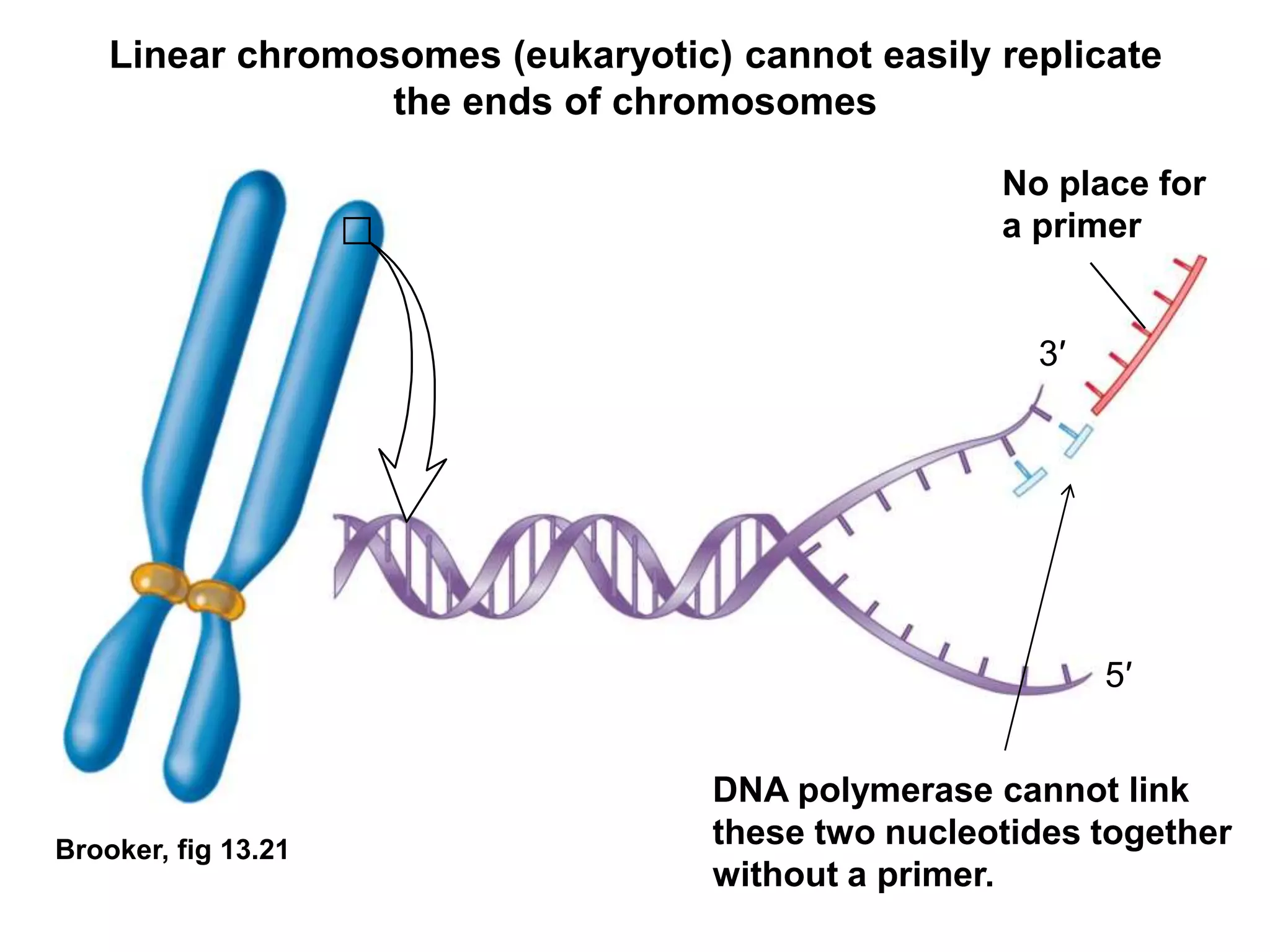 Brooker, fig 13.21
DNA polymerase cannot link
these two nucleotides together
without a primer.
No place for
a primer
3′
5′
Linear chromosomes (eukaryotic) cannot easily replicate
the ends of chromosomes
 