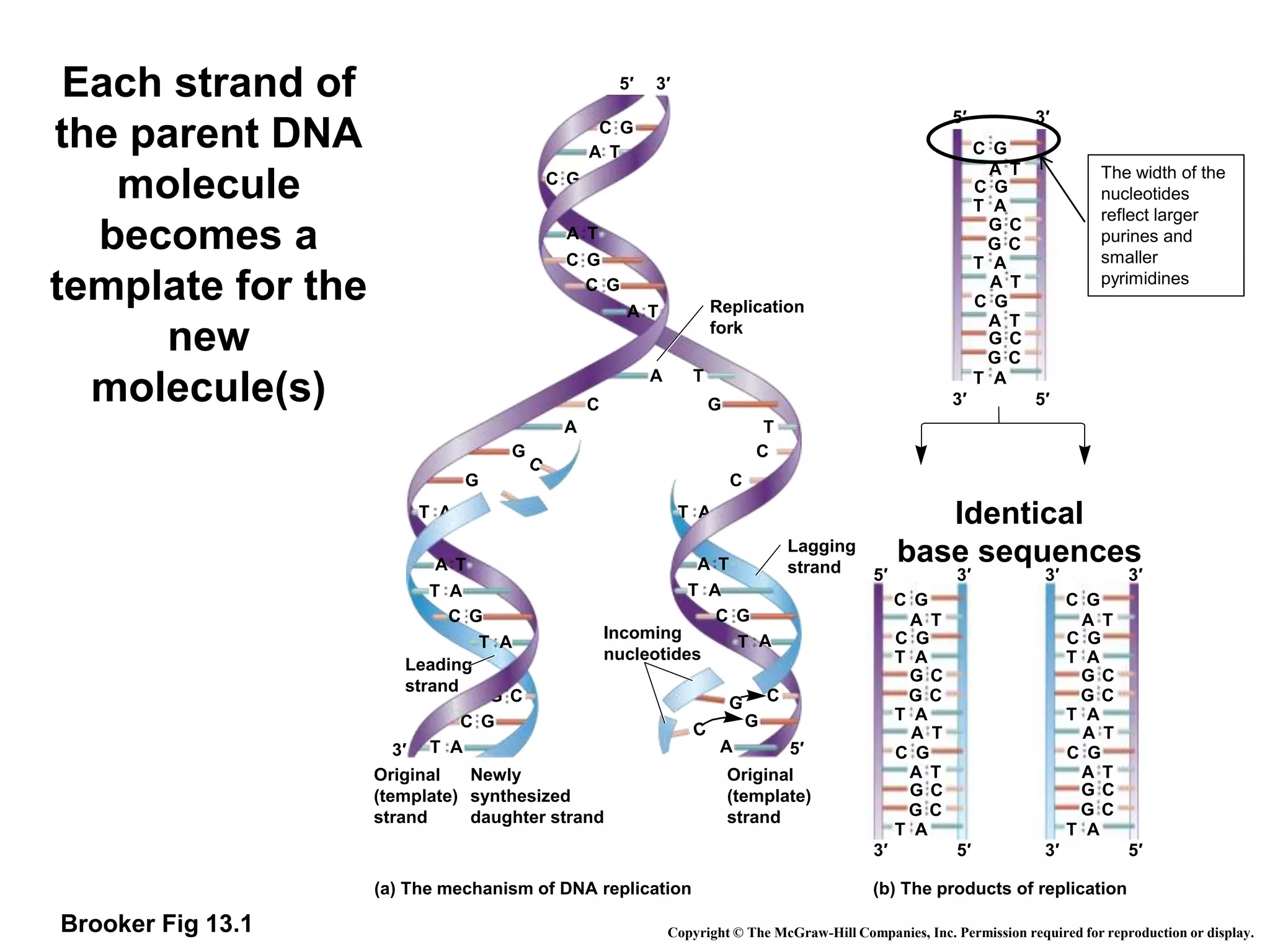 T A
G
C
A
G
A T
T A
T
G
G
A
A
C
C
C
T
T
G
C G
T A
T A
C
G
A T
T A
C G
T
A T
C G
C
C G
A T
C G
A
C
G
Incoming
nucleotides
Original
(template)
strand
Original
(template)
strand
Newly
synthesized
daughter strand
Replication
fork
(a) The mechanism of DNA replication (b) The products of replication
Leading
strand
Lagging
strand
5′ 3′
3′ 5′
A T
A T
T A
T A
T A
C G
C G
G C
G C
G C
G C
C G
A T
5′ 3′
5′ 3′
3′ 5′
A T
A T
T A
T A
T A
C G
C G
G C
G C
G C
G C
C G
A T
3′ 3′
3′ 5′
A T
A T
T A
T A
T A
C G
C G
G C
G C
G C
G C
C G
A T
Copyright © The McGraw-Hill Companies, Inc. Permission required for reproduction or display.
5′
3′
A
A T
Brooker Fig 13.1
Identical
base sequences
Each strand of
the parent DNA
molecule
becomes a
template for the
new
molecule(s)
The width of the
nucleotides
reflect larger
purines and
smaller
pyrimidines
 