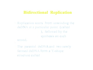 Bidirectional Replication
• Replication starts from unwinding the
dsDNA at a particular point (called
), followed by the
synthesis on each
strand.
The parental dsDNA and two newly
formed dsDNA form a Y-shape
structure called
•
 