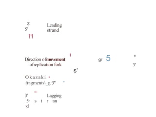 3'
5'
"
Leading
strand
' gr 5 '
3'
Direction ofmovement
ofreplication fork
s'
O k a z a k i •
fragments_g·3'' "
""
3' Lagging
5· s t r an
d
 