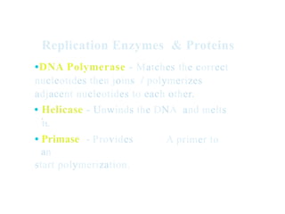 Replication Enzymes & Proteins
•DNA Polymerase - Matches the correct
nucleotides then joins / polymerizes
adjacent nucleotides to each other.
• Helicase - Unwinds the DNA and melts
.
1t.
• Primase - Provides
an
start polymerization.
A primer to
 