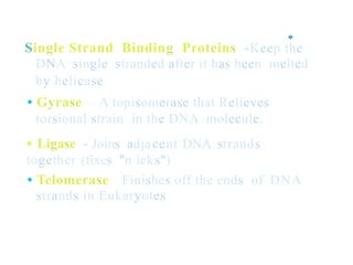 �
Single Strand Binding Proteins -Keep the
DNA single stranded after it has been melted
by helicase
• Gyrase - A topisomerase that Relieves
torsional strain in the DNA molecule.
• Ligase - Joins adjacent DNA strands
together (fixes "n icks")
• Telomerase - Finishes off the ends of
strands in Eukaryotes
DNA
 