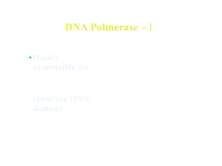 DNA Polmerase - I
•Mainly
responsible for
repairing DNA
damage
 
