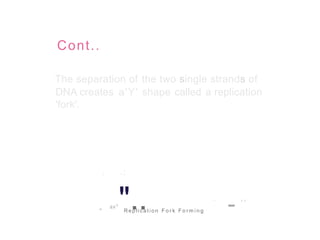 Cont..
The separation of the two single strands of
DNA creates
'fork'.
a'Y' shape called a replication
• • F
t a
$
as°".. -
• d d
" Rep lica t io n F o r k F o r m i n g
 