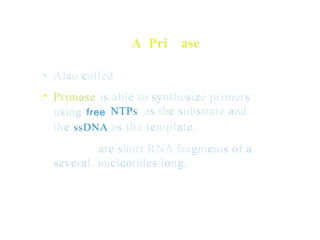 A Pri ase
•
•
Also called
Primase is able to synthesize primers
NTPs as the substrate and
using free
the ssDNA as the template.
are short RNA fragments of a
several nucleotides long.
 