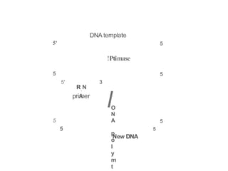 l
primer
5 5
5 5
New DNA
DNA template
5'
5
5
5
!Ptimase
5' 3
R.N
A
O
N
A
p
o
l
y
m
t
 