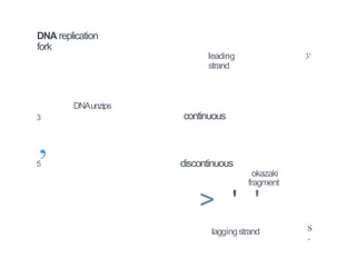 DNA replication
fork
leading
strand
3'
DNAunzips
continuous
3
,
5 discontinuous
okazaki
fragment
> ' '
laggingstrand s
·
 