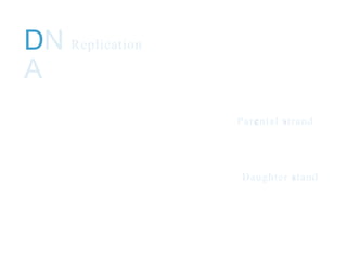 DN
A
Replication
Parental strand
Daughter stand
 