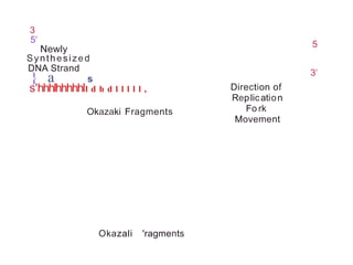 3
5' 5
Newly
Synthesized
DNA Strand 3'
} a s
s'hhhlhhhhhll d h d l l l l l , Direction of
Replication
Fo rk
Movement
Okazaki Fragments
Okazali 'ragments
 