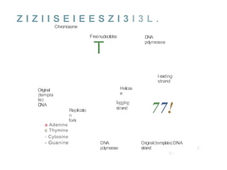 Z I Z I I S E I E E S Z I 3 I 3 L .
Chromosome
Freenucleotides
T
DNA
polymerase
l eading
strand
Helicas
e
lagging
strand
Original
(templa
te)
DNA
77!
Replicatio
n
fork
a Adenine
c Thymine
- Cytosine
- Guanine DNA
polymerase
Original(template) DNA
strand
C )
r
 