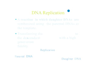 DNA Replication •
A reaction in which daughter DNAs are
synthesized using the parental DNAs as
the template.
•
• Transferring the
the descendant
gener ation
fidelity.
Replication
to
with a high
Parental DNA
Daughter DNA
 