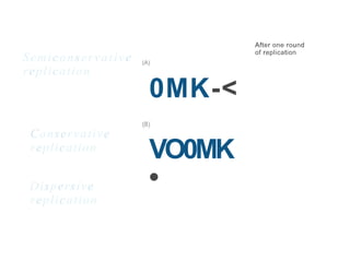 After one round
of replication
Semiconservative
replication
(A)
0MK-<
(8)
Conservative
replication
VO0MK
•
Dispersive
replication
 