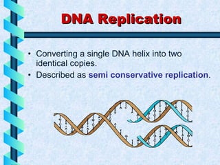 DNA Replication ,[object Object],[object Object]