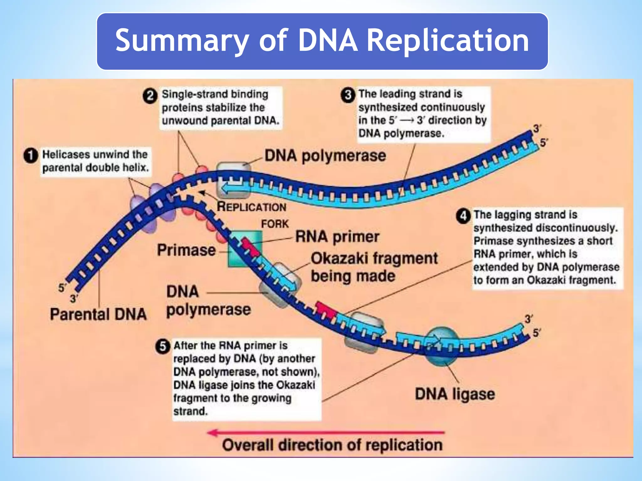 DNA replication-in-eukaryotes | PPTX