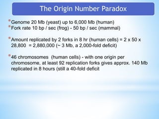 The Origin Number Paradox
*Genome 20 Mb (yeast) up to 6,000 Mb (human)
*Fork rate 10 bp / sec (frog) - 50 bp / sec (mammal)
*Amount replicated by 2 forks in 8 hr (human cells) = 2 x 50 x
28,800 = 2,880,000 (~ 3 Mb, a 2,000-fold deficit)
*46 chromosomes (human cells) - with one origin per
chromosome, at least 92 replication forks gives approx. 140 Mb
replicated in 8 hours (still a 40-fold deficit
 