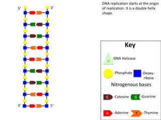 5’

3’

DNA replication starts at the origin
of replication. It is a double helix
shape.

Key
H

-DNA Helicase

-Phosphate

-Deoxyribose

Nitrogenous bases
C
3’

-Cytosine

G -Guanine

A

-Adenine

T

5’
-Thymine

 