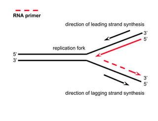 DNA-Replication-Mutation-and-RepairDNA-Replication-Mutation-and-Repair ...